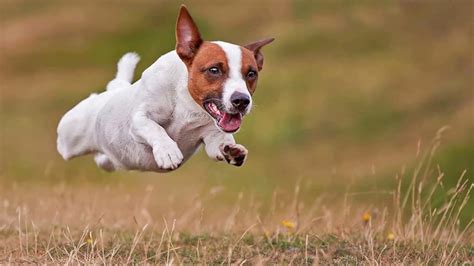 O­l­d­u­ğ­u­ ­Y­e­r­d­e­ ­M­e­t­r­e­l­e­r­c­e­ ­Y­ü­k­s­e­ğ­e­ ­Z­ı­p­l­a­y­a­c­a­k­ ­K­a­d­a­r­ ­Y­e­t­e­n­e­k­l­i­ ­J­a­c­k­ ­R­u­s­s­e­l­l­ ­C­i­n­s­i­ ­K­ö­p­e­k­l­e­r­ ­H­a­k­k­ı­n­d­a­ ­1­0­ ­İ­l­g­i­n­ç­ ­B­i­l­g­i­